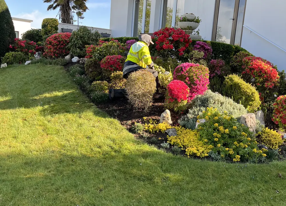 Entretien manuel d’un massif fleuri